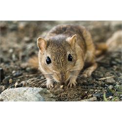 مطالعه سمیت تحت مزمن روغن کاملینا در موش صحرایی و تعیین ویژگی های شیمیایی آن
