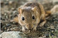 مطالعه سمیت تحت مزمن روغن کاملینا در موش صحرایی و تعیین ویژگی های شیمیایی آن